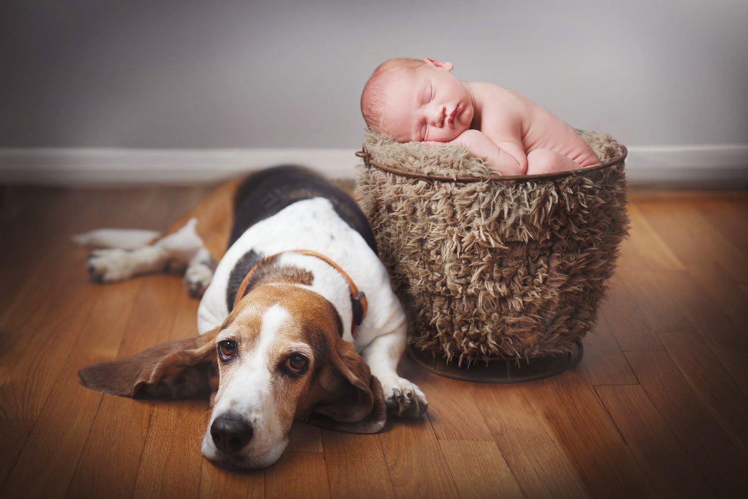 newborn in basket with dog