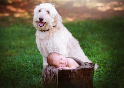 outdoor pets portraits